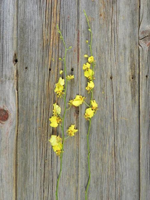 ONCIDIUM YELLOW 30-36 TALL YELLOW ORCHIDS